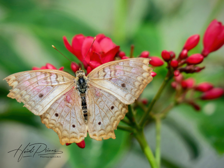 Tattered Traveler