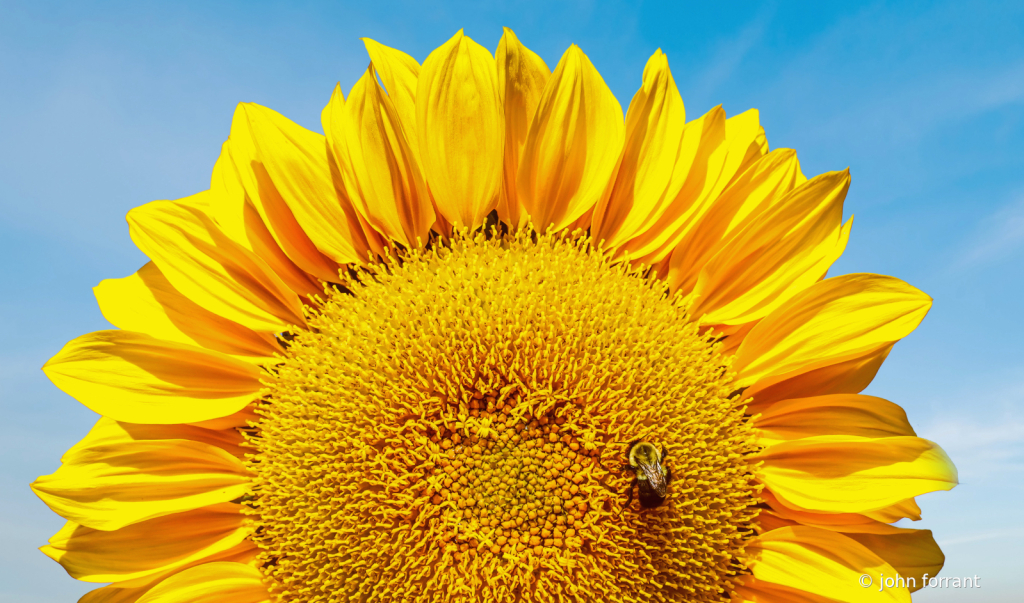 Sunflower 2