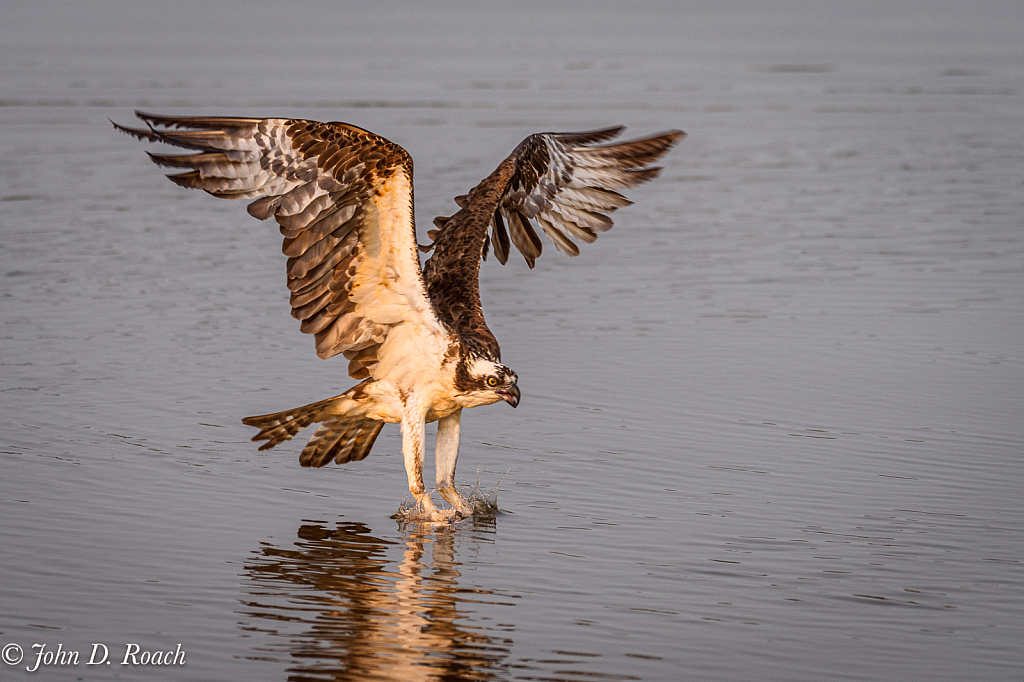 Osprey Grabs a Fish - ID: 16078861 © John D. Roach