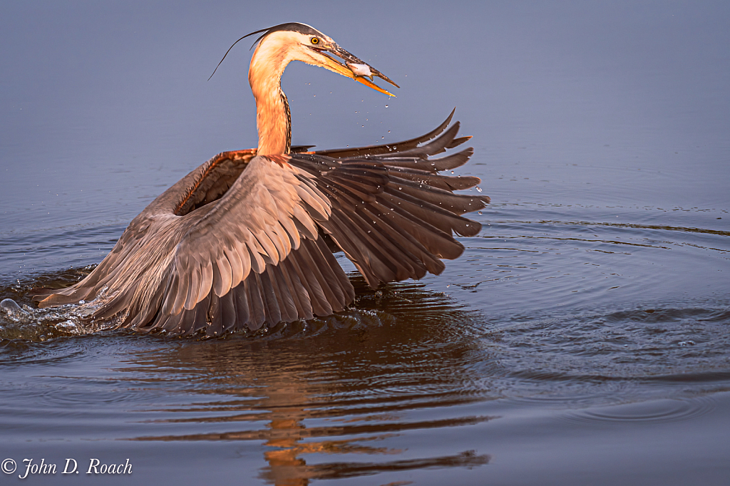 Heron makes a snatch - ID: 16078862 © John D. Roach