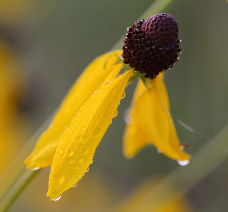 Drippy Wildflower