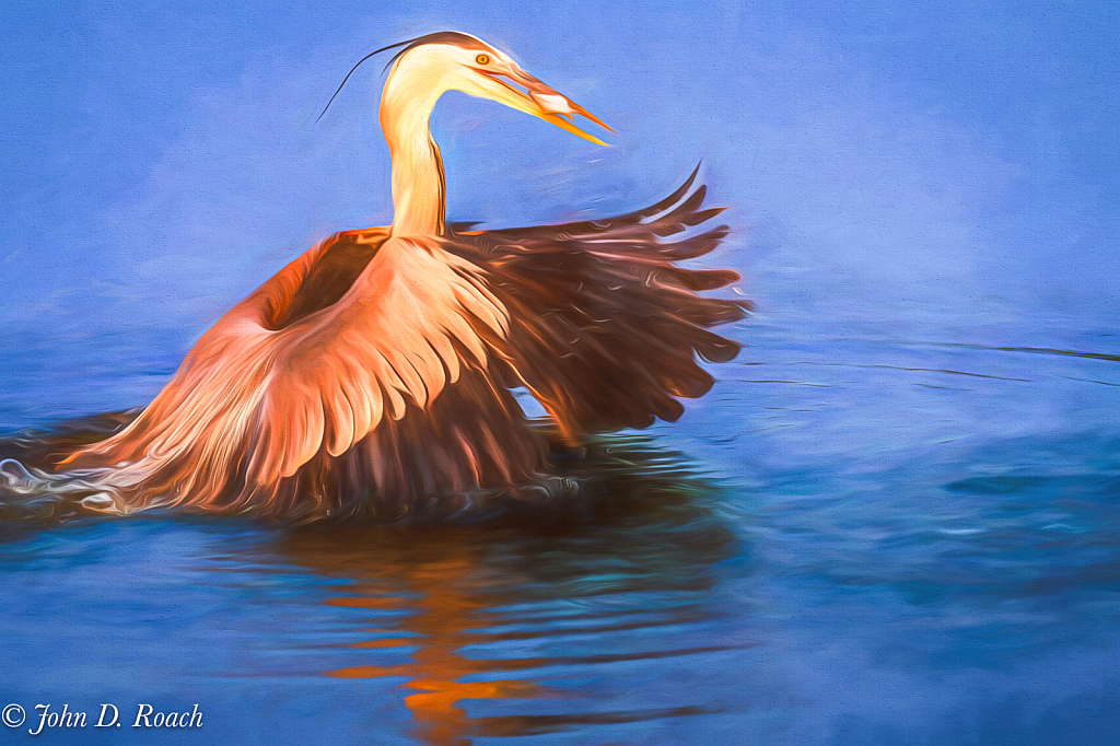Great Blue Heron in the Morning - ID: 16078872 © John D. Roach