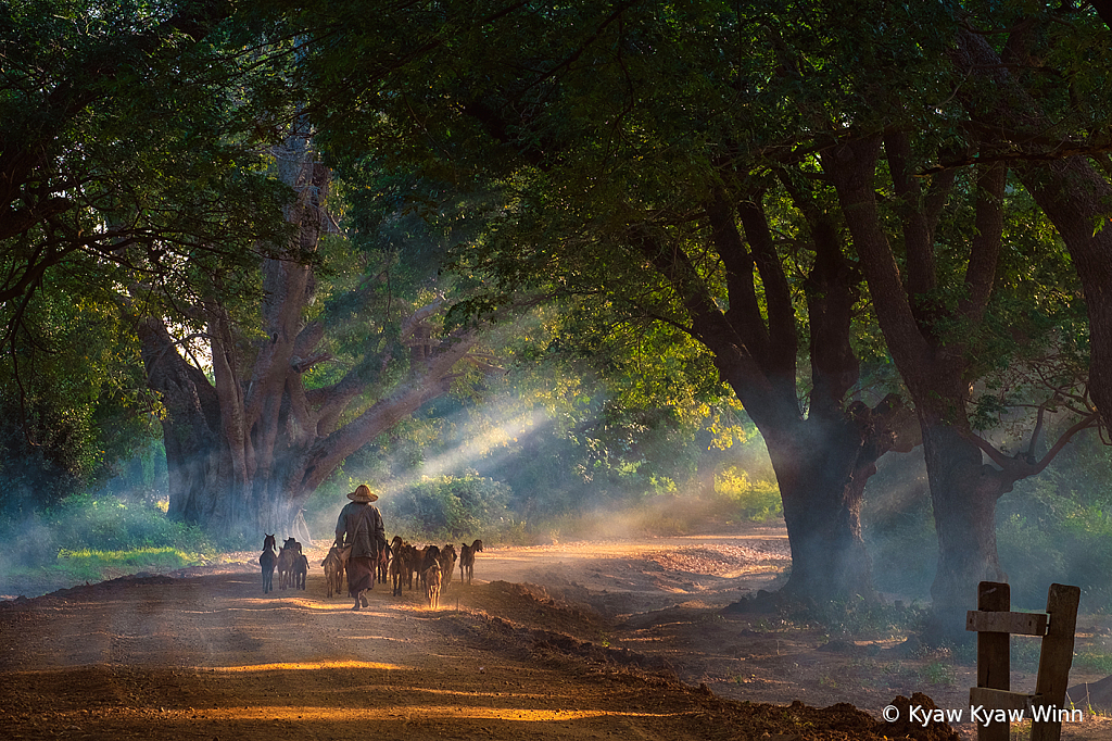 Morning Rays