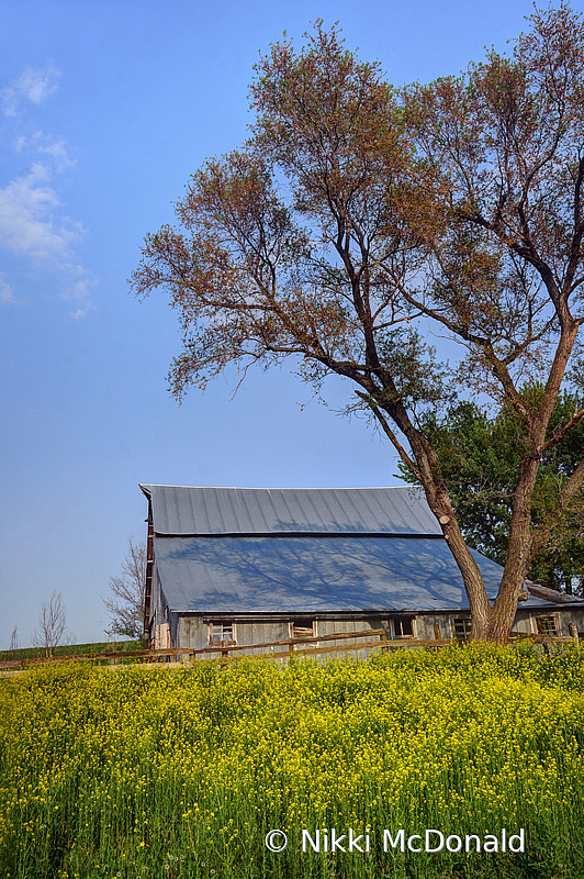 Wild Mustard and Barn