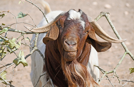 hornin' in on a snack....