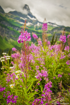 Fireweed