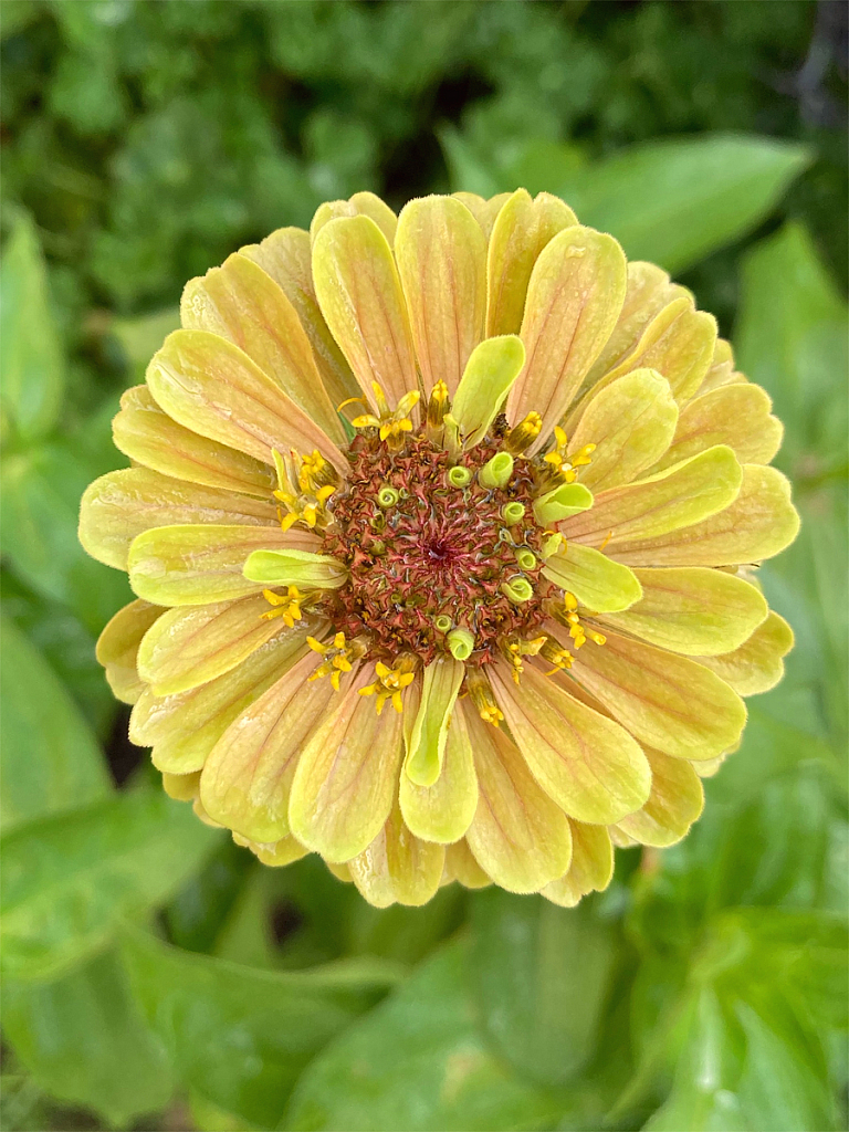 Zinnia