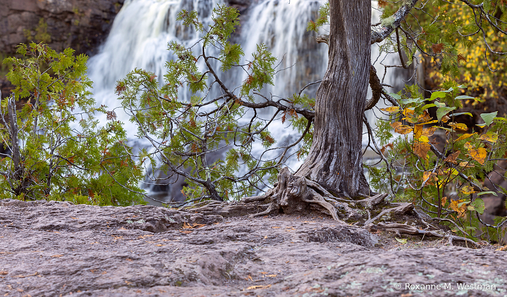 Deep roots of the Cedar tree