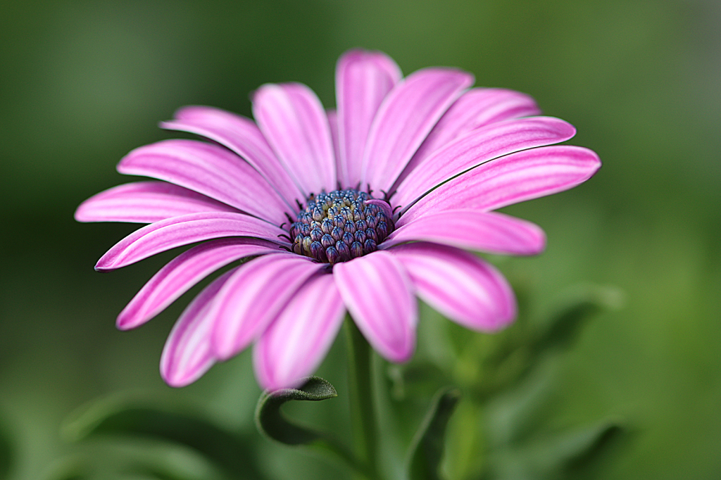 African Daisy