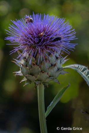 Bee About to Land on Globe Thistle