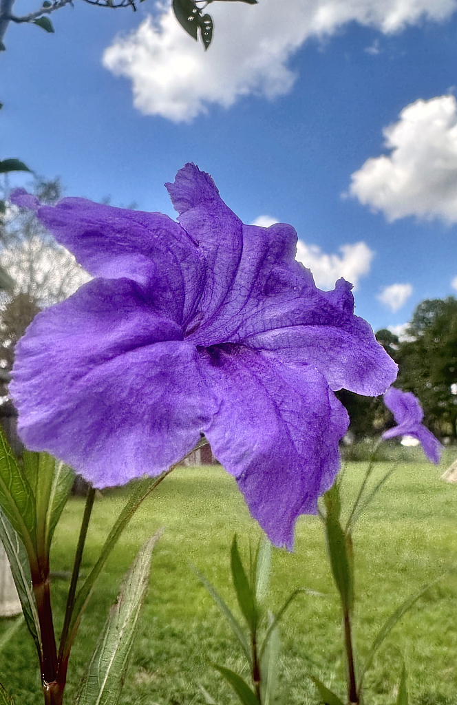 Mexican Petunias - ID: 16078999 © Elizabeth A. Marker