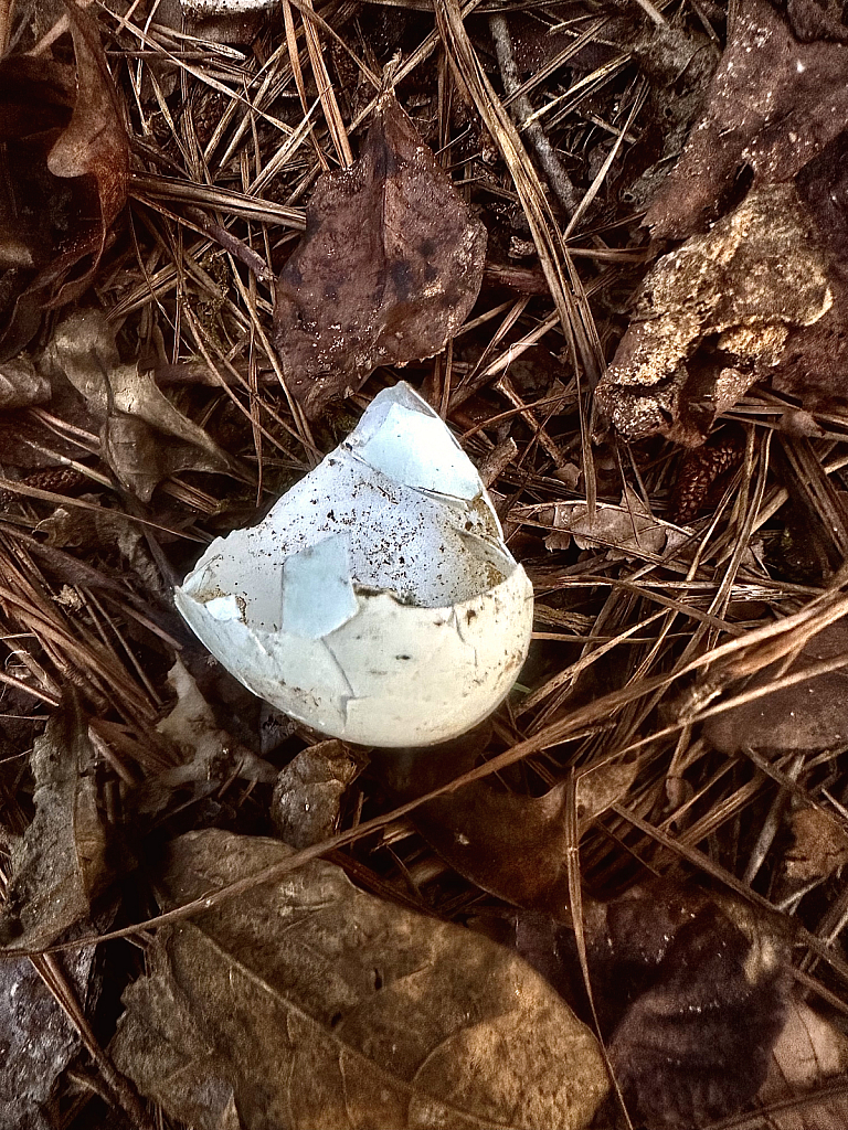 Proof of new life - ID: 16079000 © Elizabeth A. Marker
