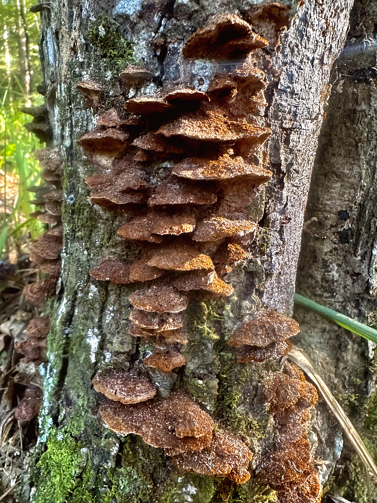 Phellinus gilvus - ID: 16079002 © Elizabeth A. Marker
