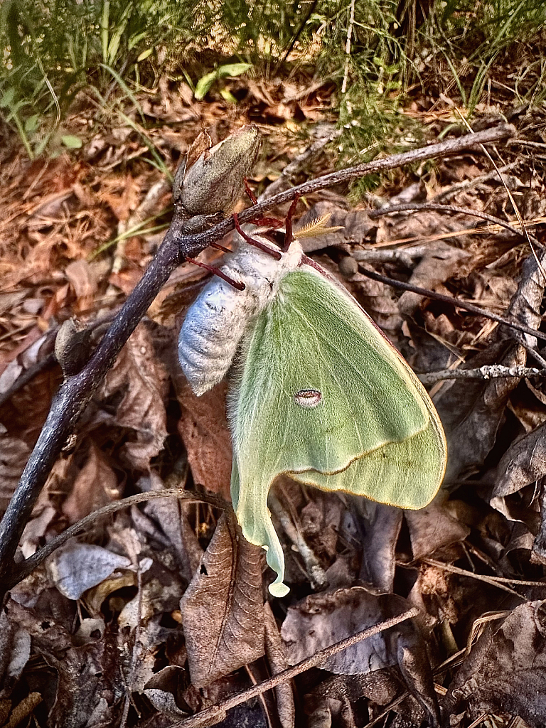Luna hanging on - ID: 16079004 © Elizabeth A. Marker