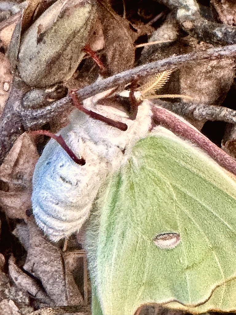 Female Luna moth about to lay her eggs - ID: 16079005 © Elizabeth A. Marker