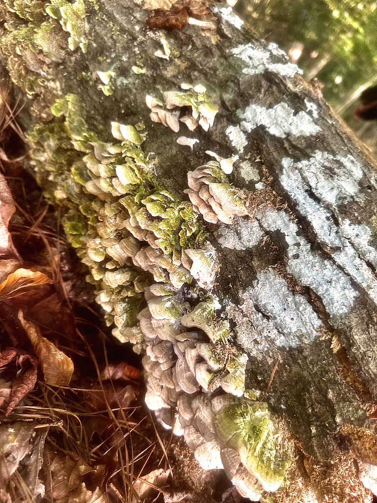 Forest colors and textures - ID: 16079008 © Elizabeth A. Marker