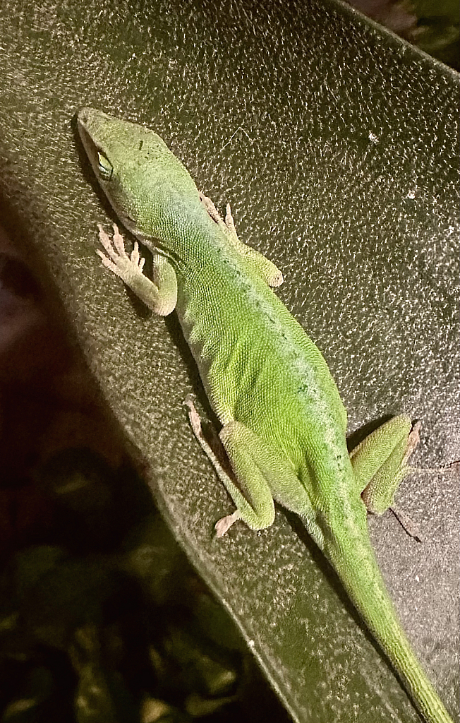  Anole Sleeping On My Orchid Leaf - ID: 16078898 © Elizabeth A. Marker