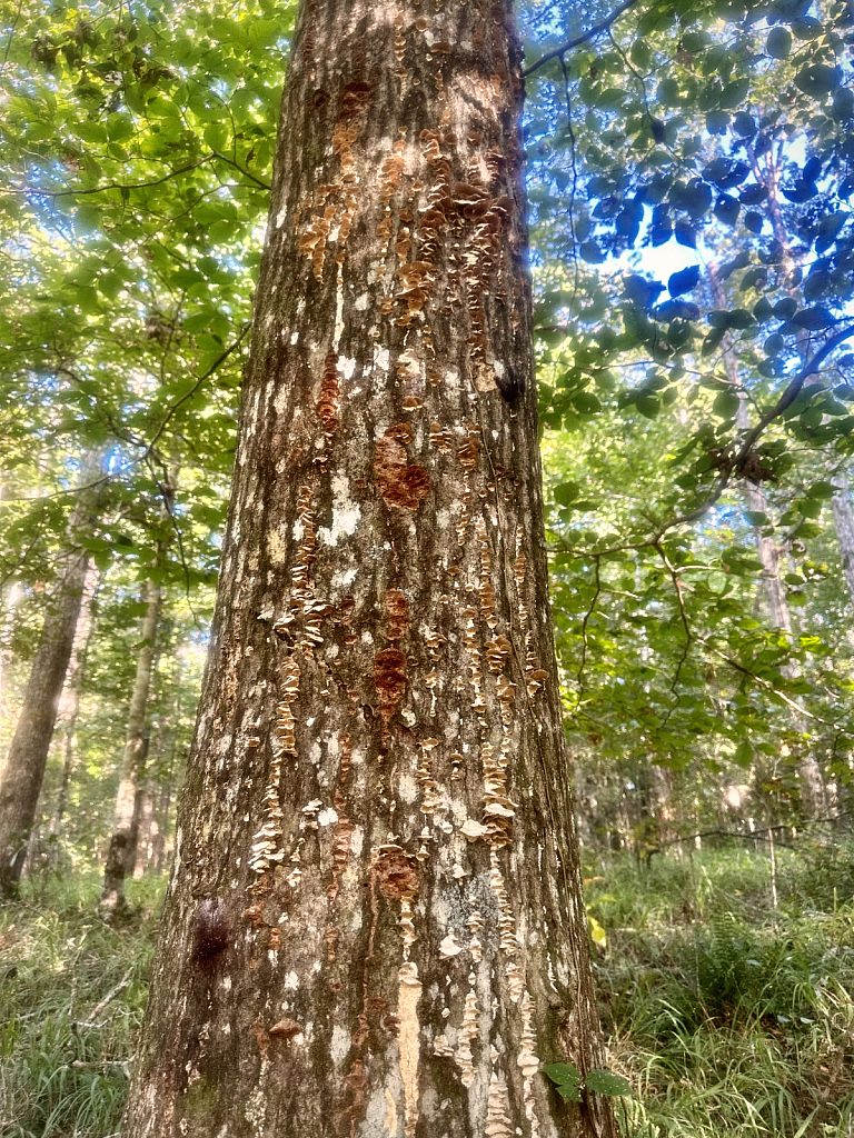 Mushrooms climbing the tree - ID: 16078900 © Elizabeth A. Marker