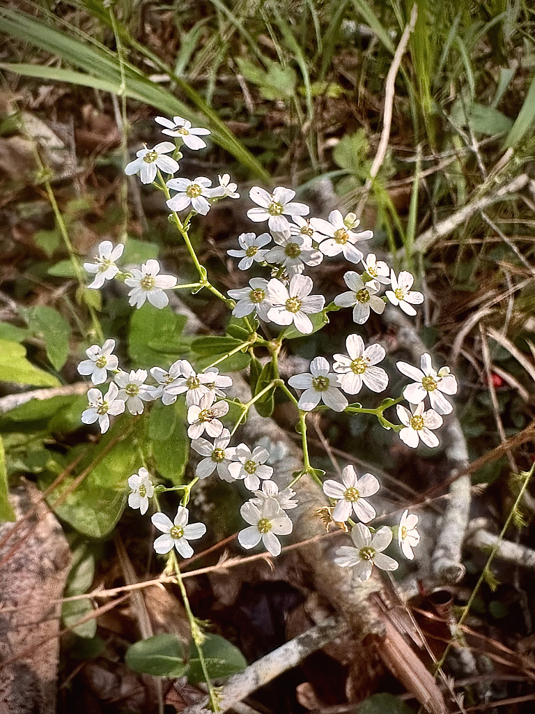 Flowering Spurge - ID: 16078901 © Elizabeth A. Marker