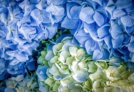 Hydrangea in Blue