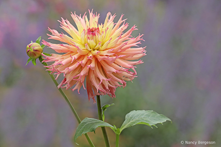 Lovely dahlia named Nenekazi