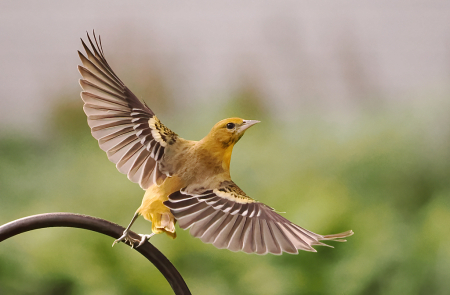 Taking Off (Female Oriole)