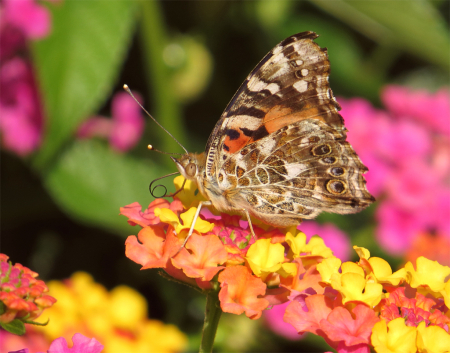 Painted Lady