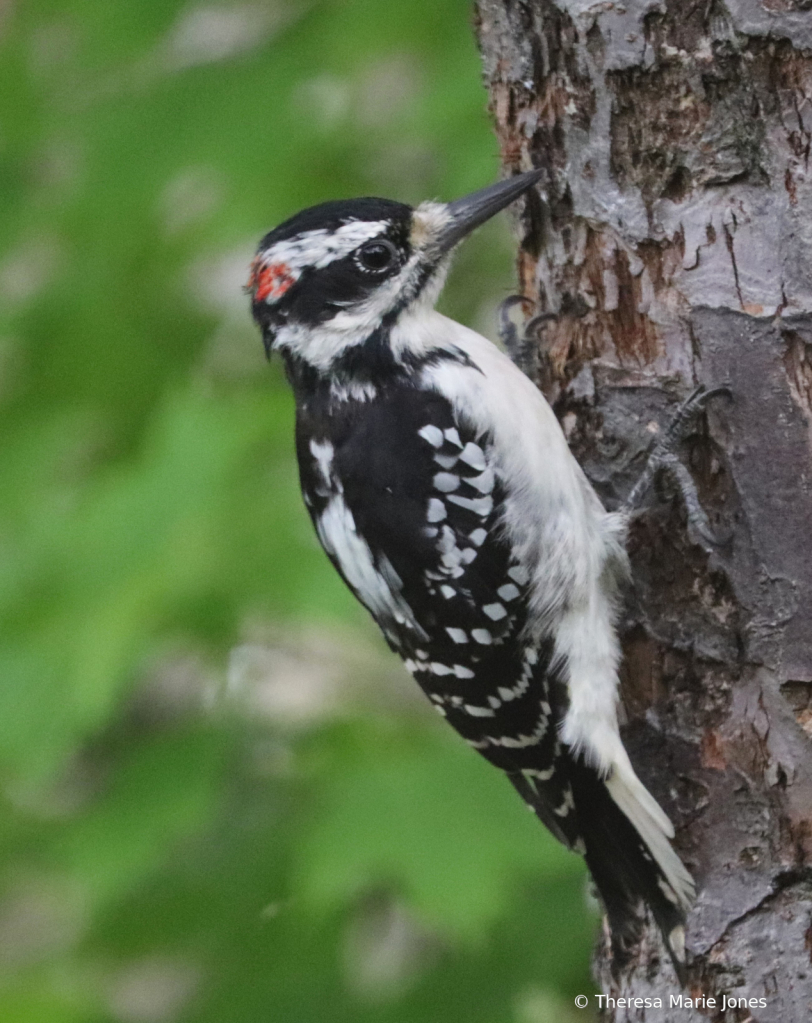Male Woodpecker - ID: 16079185 © Theresa Marie Jones