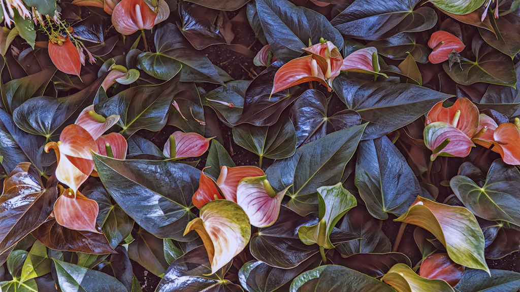 Anthurium