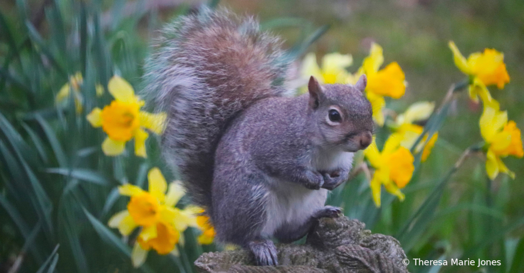 Squirrel with Daffodils - ID: 16079191 © Theresa Marie Jones