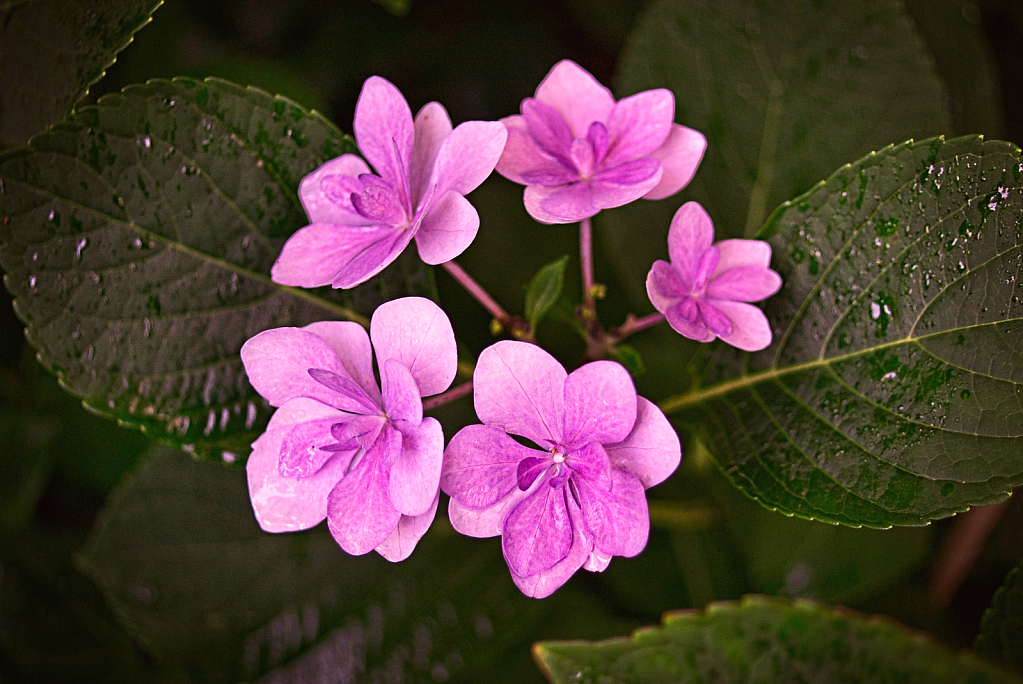 pink hydrangea 