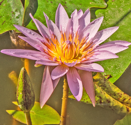 Lily and Bud.