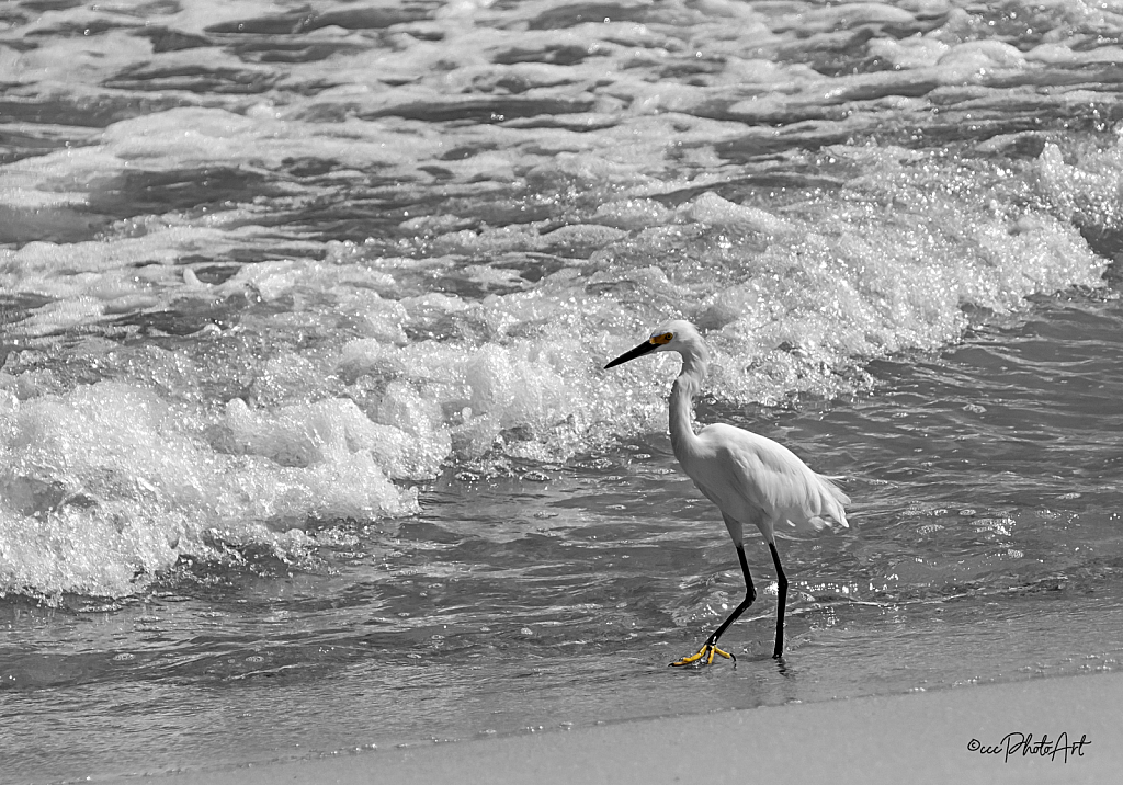 Beachwalking Heron - ID: 16079254 © Candice C. Calhoun