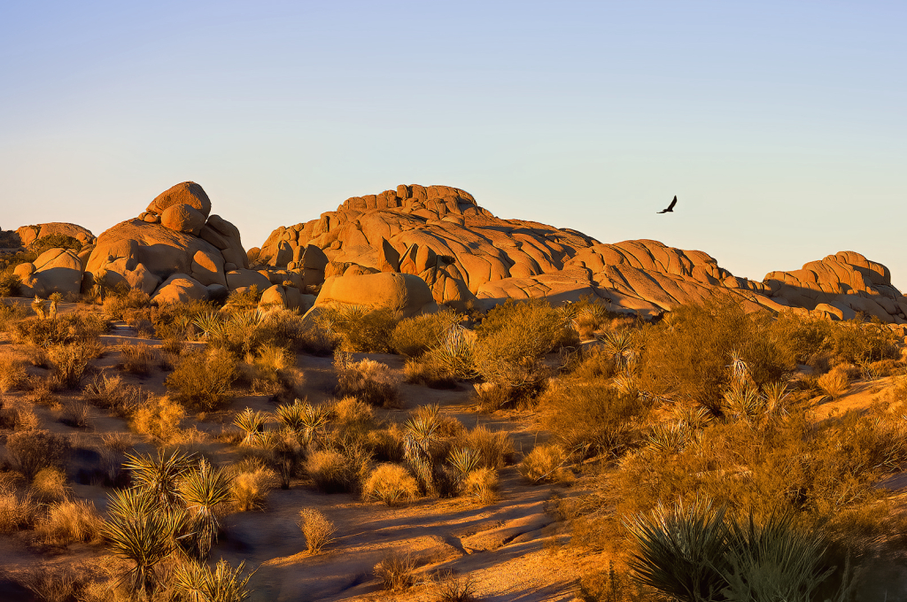 Golden Hour - ID: 16079283 © Kelley J. Heffelfinger