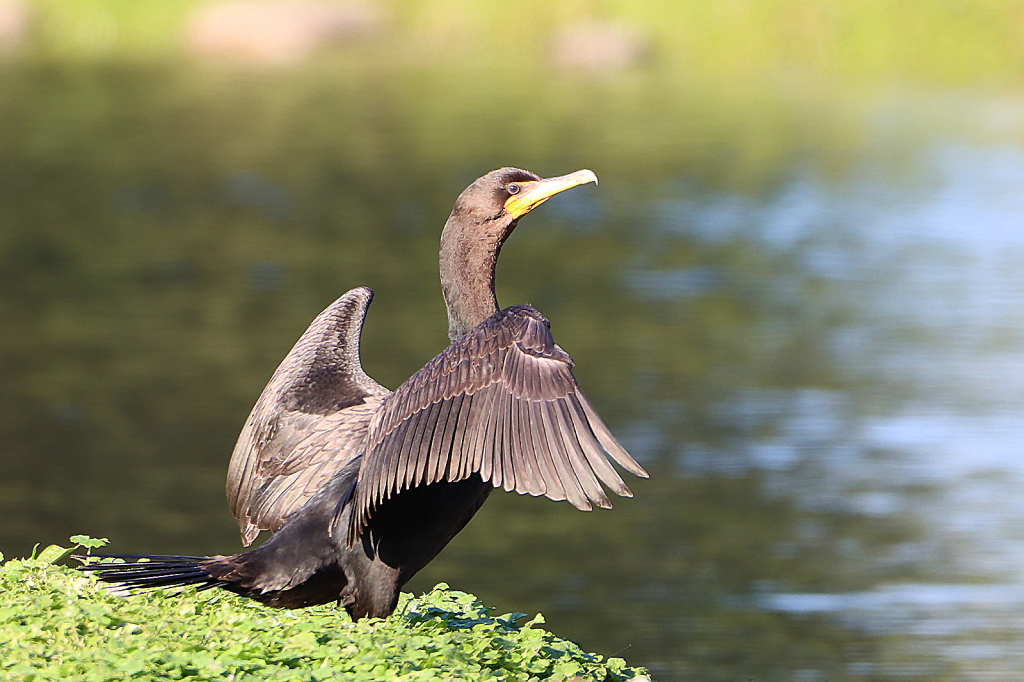 Drying His Wings