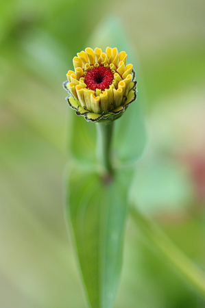 Zinnia New Bloom