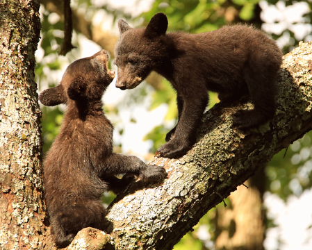 siblings at play 