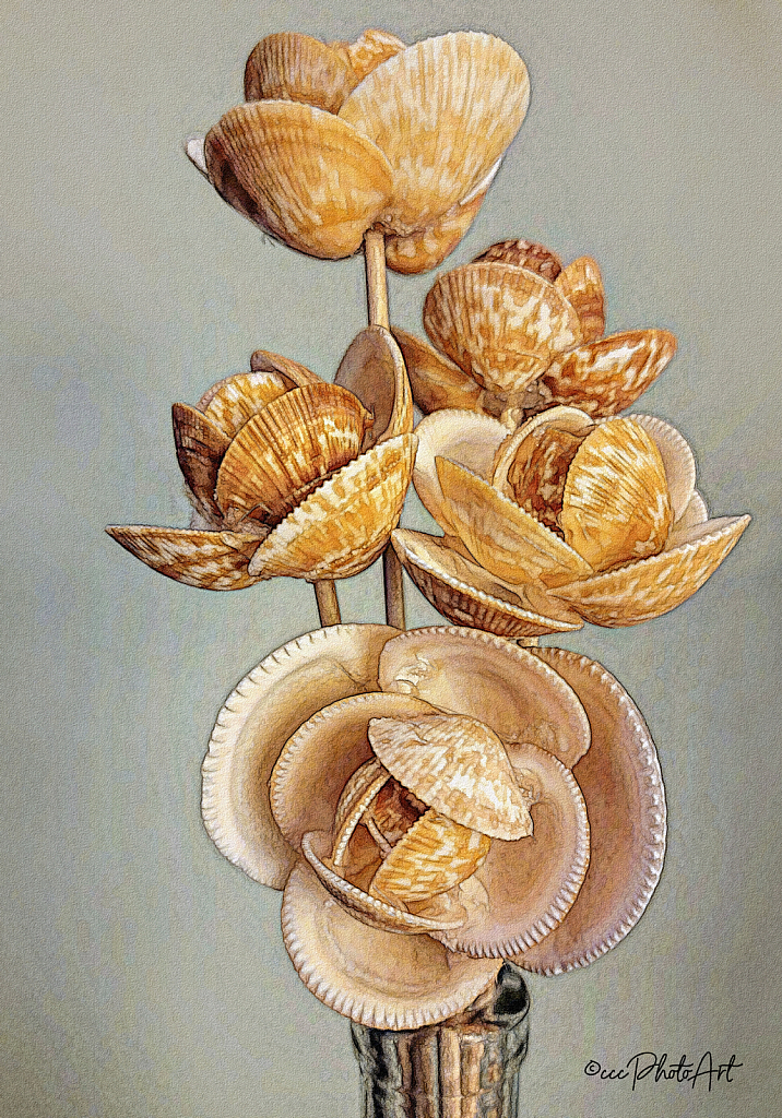 Shellflowers - ID: 16079314 © Candice C. Calhoun
