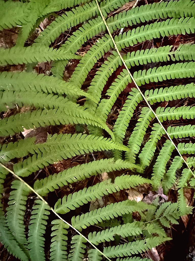 Detailed ferns  - ID: 16079356 © Elizabeth A. Marker