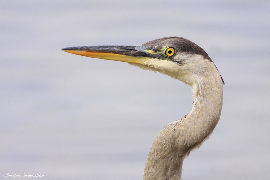 Great Blue Heron