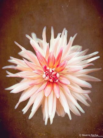 Dahlia in Texture