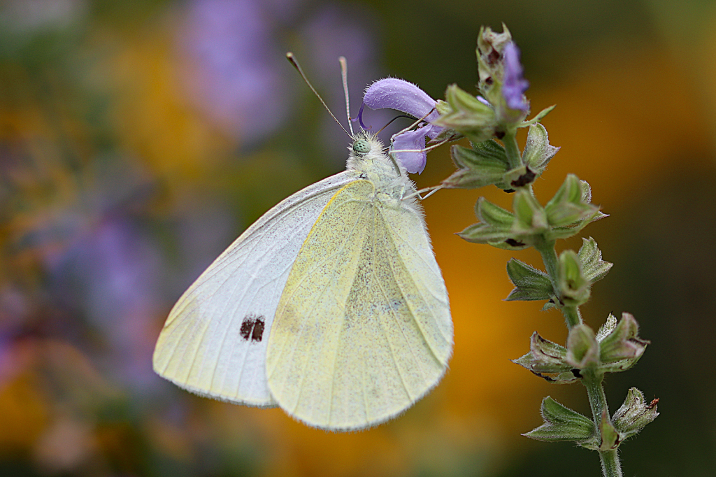 Cabbage White Butterfly 2