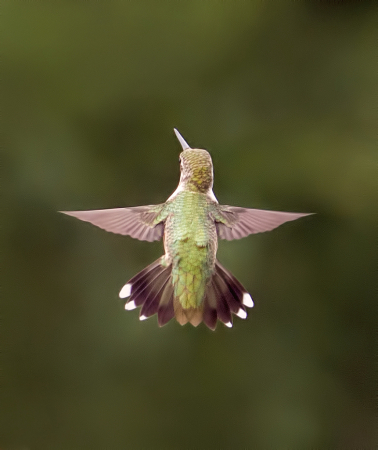 Winged Angel 