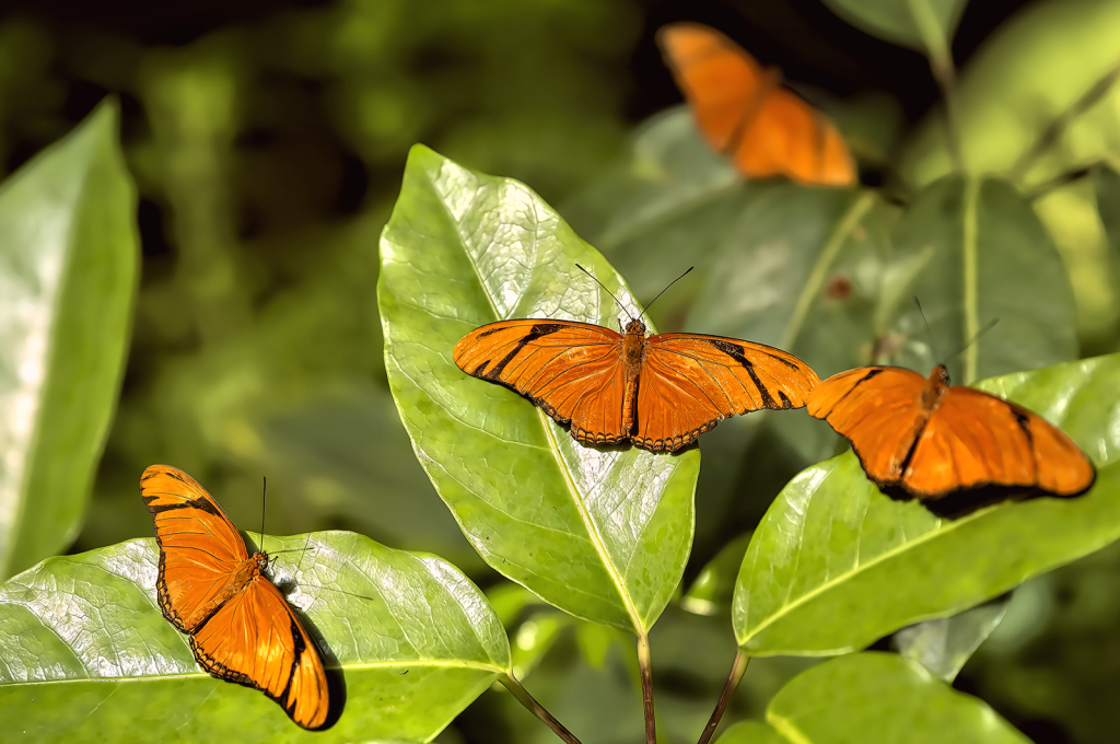 The Longwing Crew - ID: 16079447 © Kelley J. Heffelfinger