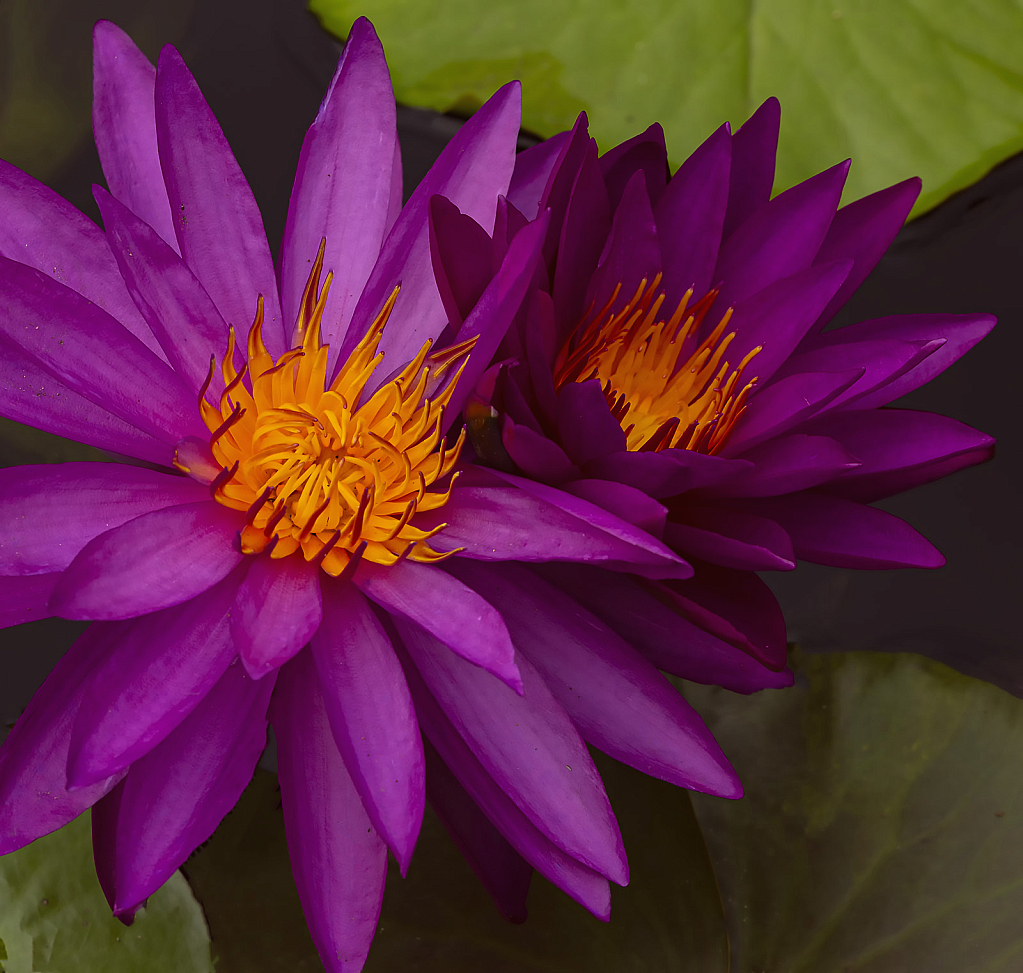 Two Purple Waterlilies