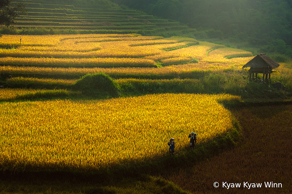 Yellow Rice Farm 