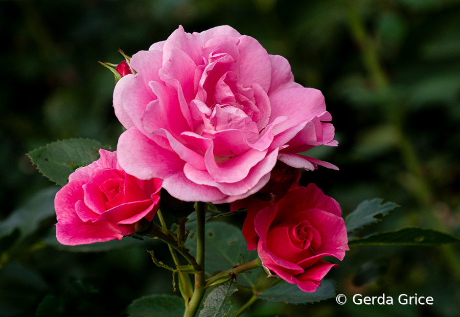 Three Roses and a Bud