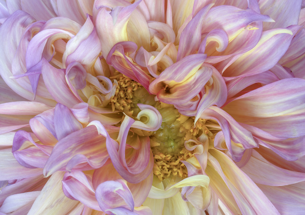 Dahlia Curls