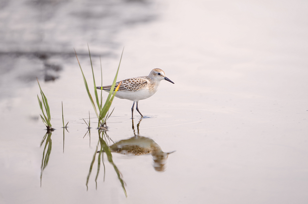 The Sandpiper and His Reflection