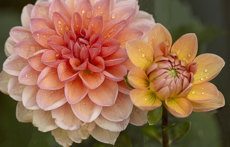 Dahlia and Bud